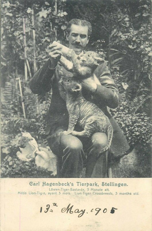 Hamburg 1905 Carl Hagenbeck's Tierpark Stellingen lion tiger chub circus trainer 