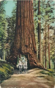 United States California Red Wood tree Wawona Mariposa Grove