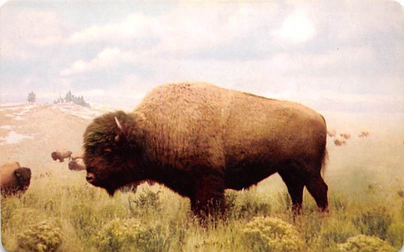 American Bison Denver Museum Natural History, Colorado, USA Unused 