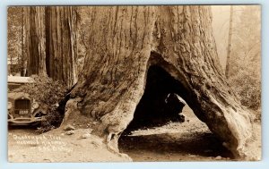 RPPC REDWOOD HIGHWAY, CA ~ QUADRUPED TREE' c1930s Car Patterson  Postcard