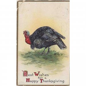 Best Wishes For A Happy Thanksgiving ! Turkey On The Grass Holiday Postcard