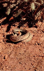 Snakes Western Diamond Back Rattlesnake