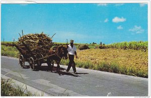 Native Mule / Donkey cart, Barbados , W.I., PU-1959