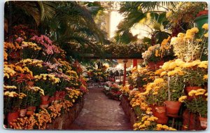 Postcard - Chrysanthemum Display, Jewel Box at Forest Park - St. Louis, Missouri