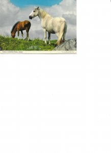Horses. Famous Connemara Ponies, Ireland  Modern Irish artist photo postcard