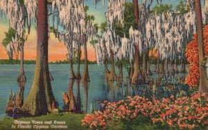 Cypress Trees & Knees Cypress Gardens Lake Eloise Florida FL Vintage Postcard