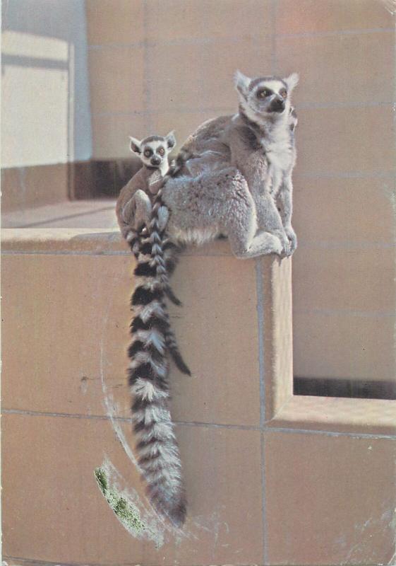 Ring tailed lemurs at Bristol zoo