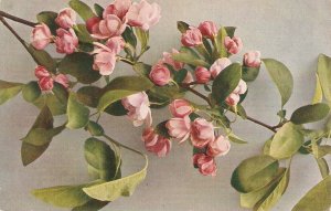 Flowers. Malus Scheideckerri Old vintage  German postcard