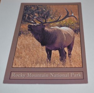 Bull Elk in Rutt Rocky Mountain National Park Postcard Wonder of Creation Inc.
