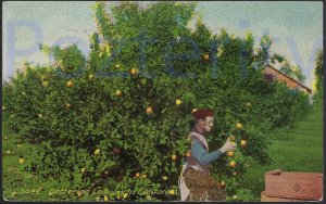 GATHERING LEMONS IN 1938 CALIFORNIA