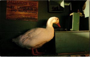 Duck, Silas Webfoot Bewitched Village Reptile Gardens Rapid City SD Postcard L60