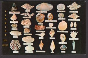 Sea Shells shown here are found along the Coasts of Florida ~ Chrome