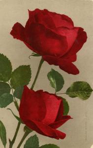 Flowers -   Ulrich Bruner Rose                            (Edward H. Mitchell...