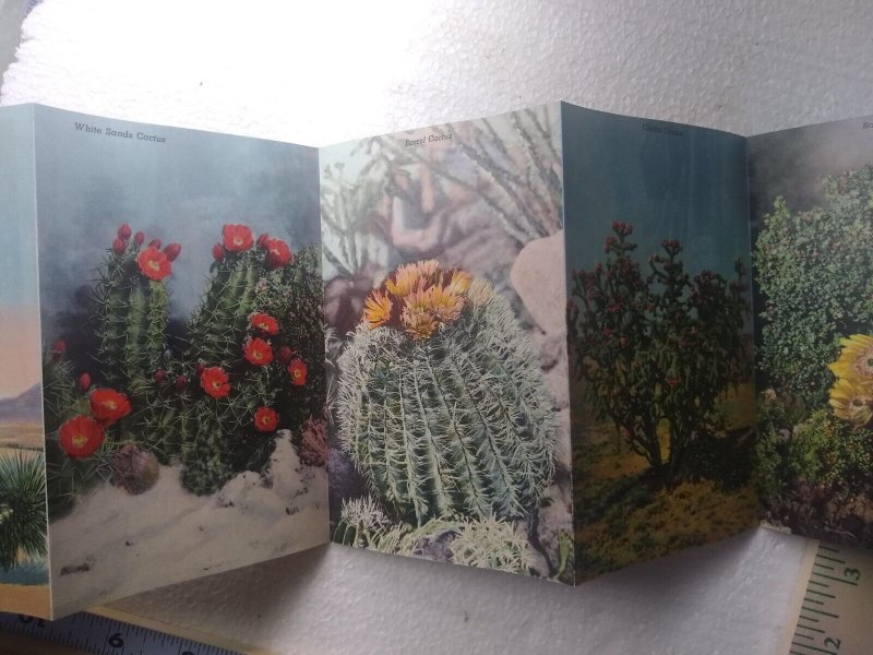 Postcard Album Many Varieties of Cacti of the Southwest 