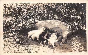 D1/ Dayton Ohio Postcard Real Photo RPPC c1910 Pigs Farm Mother Piglets