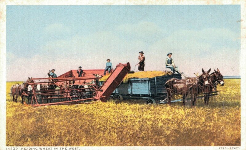 USA Heading Wheat in the West Donkeys Farming Vintage Postcard 07.21
