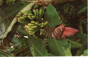 US    PC1385  BANANA TREE IN BLOOM