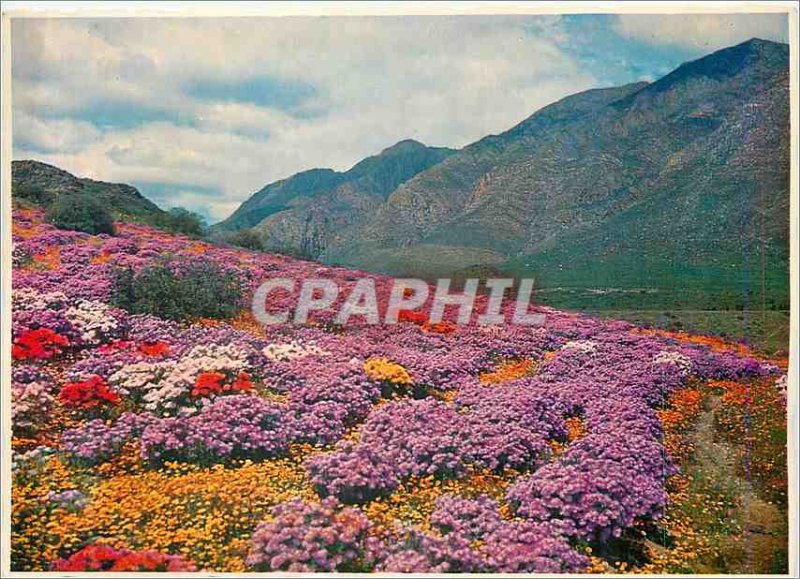 Postcard Modern Floral Carpet at Montagu Nature Garden in Spring Cape South A...