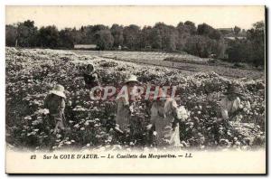 Old Postcard On The Cote d & # 39Azur Picking Marguerttes