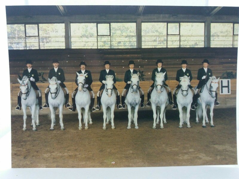 Vintage Postcard Lipica Stud Farm Lipizzan Horses Slovenia