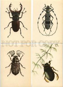 128936 BUGS Lady-Bird BEETLE Collection SET 9 PCs 1965