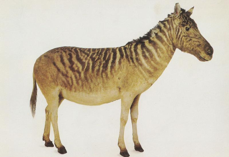Quagga Extinct South African Zebra Natural History Museum Postcard