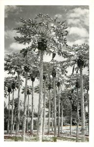 RPPC Postcard Honolulu Hawaii Papaya Papaia Grove 164