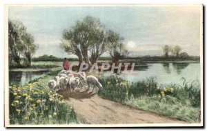 Old Postcard Sheep