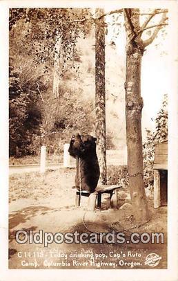 Real Photo - Teddy Drinking Pop Columbia River Highway, Oregon Postcard Post ...