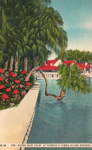 Vintage Postcard The Horse Shoe Palm Tree at Florida's Famed Silver Springs FL