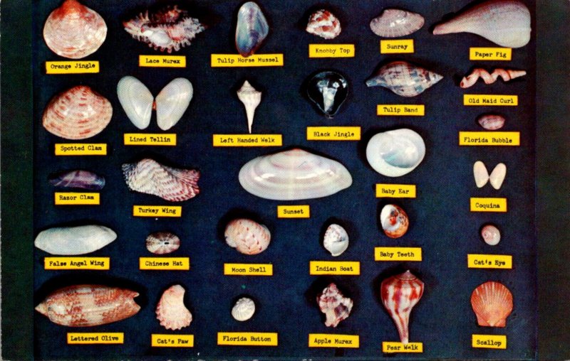 Florida Sea Shells Seashells Chart Names Postcard Used (26900)