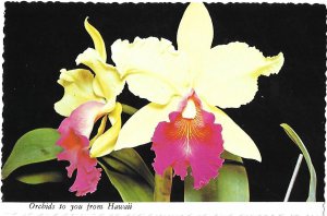 Beautiful Cattleya Orchid Flowers from Hawaii  4 by 6 size