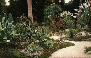 Arizona Cactus Garden, Hotel Del Monte, Cal. Postcard P122 