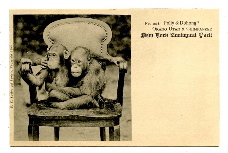 Orang Utan & Chimpanzee