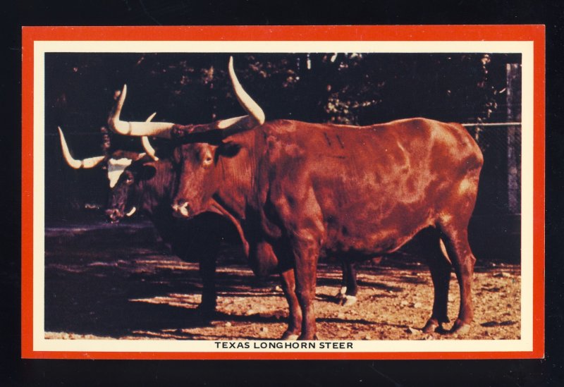 Texas/TX Postcard, Texas Longhorn Steer