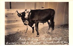 Andy D-Day Bull, Has 4 Horns Brookville, Ohio USA Unused 