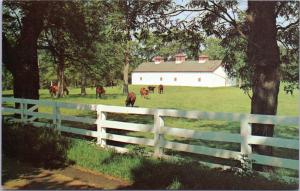 Calumet Farm, Fayette County, Kentucky; Horses, white fence