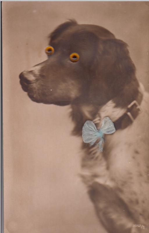 Glass eyes novelty postcard dog material blue knot applied