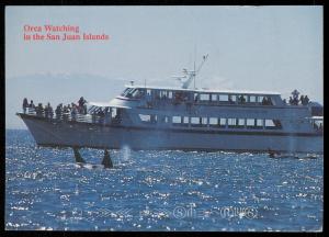 Orca Watching in the San Juan Islands