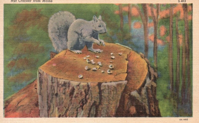 Vintage Postcard A Squirrel Eating Snack Nut Cracker on a Cut Log Maine ME