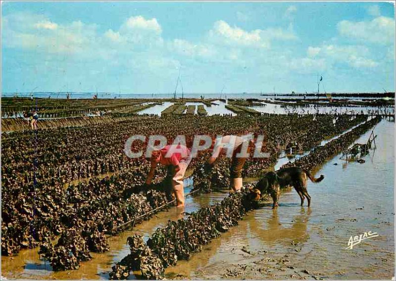 'Modern Postcard On the Cote de Lumiere Ile d''Oleron collectors of oysters h...