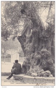 BEAULIEU, Hampshire, England, United Kingdom; Le Roi des Oliviers, PU-1906