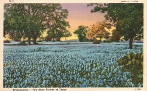 Vintage Postcard 1920's Blue Bonnets Bluebonnets State Flower Blooms of Texas
