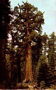 California Yosemite National Park The Grizzly GIant Mariposa Grove Of Big Trees