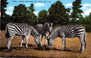 Missouri St Louis Forest Park Zoo Zebras 1947