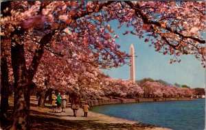 Washington DC - Blooming Of The Cherry Trees - [DC-367]