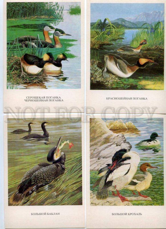 152478 Birds of Russia BAIKAL COMPLETE Set Old 16 Cards #2