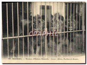 Postcard Old Felin Bourges Museum of Nature & # 39Histoire Lions Athos Portho...