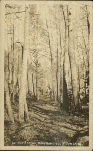 San Francisco Mountains In the Aspens c1910 Real Photo Postcard