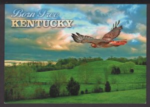 Kentucky Born Free - Majestic picture of a Red Tailed Hawk - Cont'l